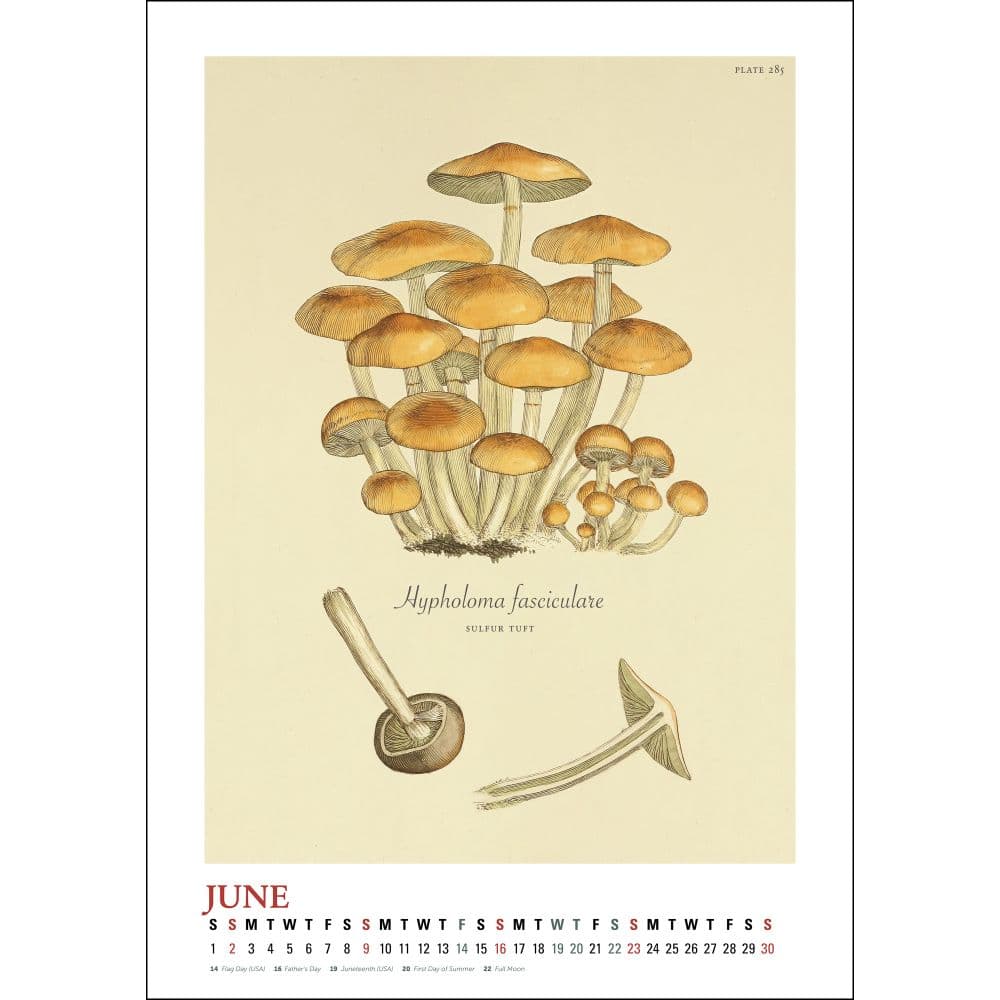 Mushroom Poster 2024 Wall Calendar Fourth Alternate Image width=&quot;1000&quot; height=&quot;1000&quot;