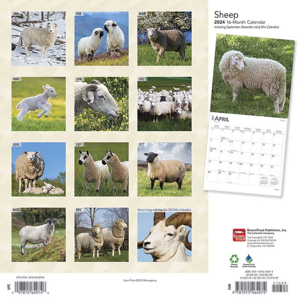 Sheep 2024 Wall Calendar