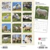 image Sheep 2024 Wall Calendar First Alternate Image width=&quot;1000&quot; height=&quot;1000&quot;