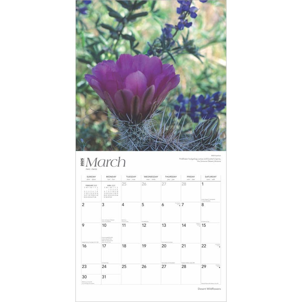 Desert Wildflowers 2025 Wall Calendar Second Alternate Image