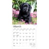 image Black Lab Puppies 2026 Mini Wall Calendar
