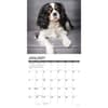 image Just Cavalier King Charles 2026 Wall Calendar Second Alternate Image