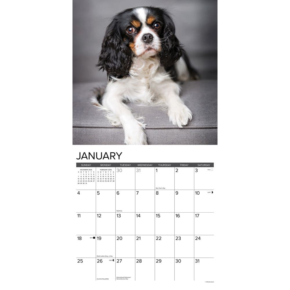 Just Cavalier King Charles 2026 Wall Calendar Second Alternate Image