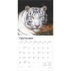 image White Tigers 2025 Wall Calendar Third Alt