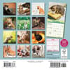 image Curious Kittens 2025 Mini Wall Calendar First Alternate Image width=&quot;1000&quot; height=&quot;1000&quot;