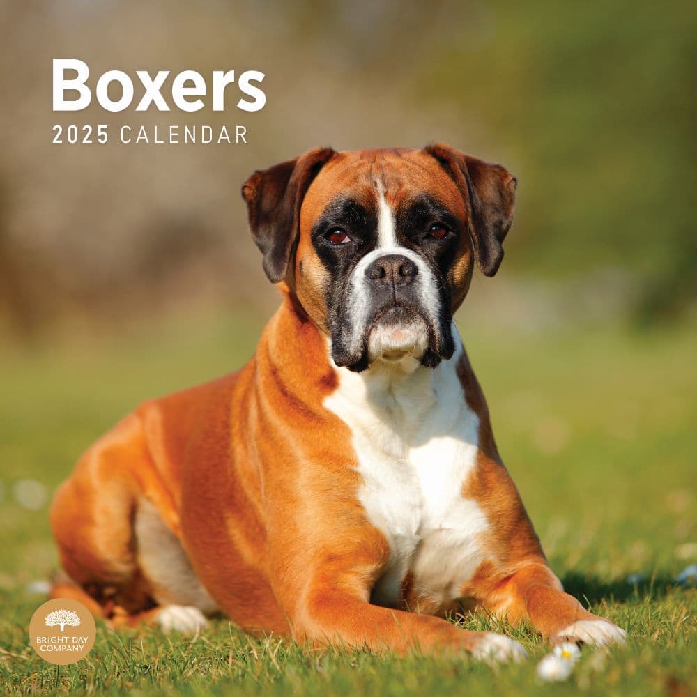 Boxer Dog Calendar 2025 Uk 