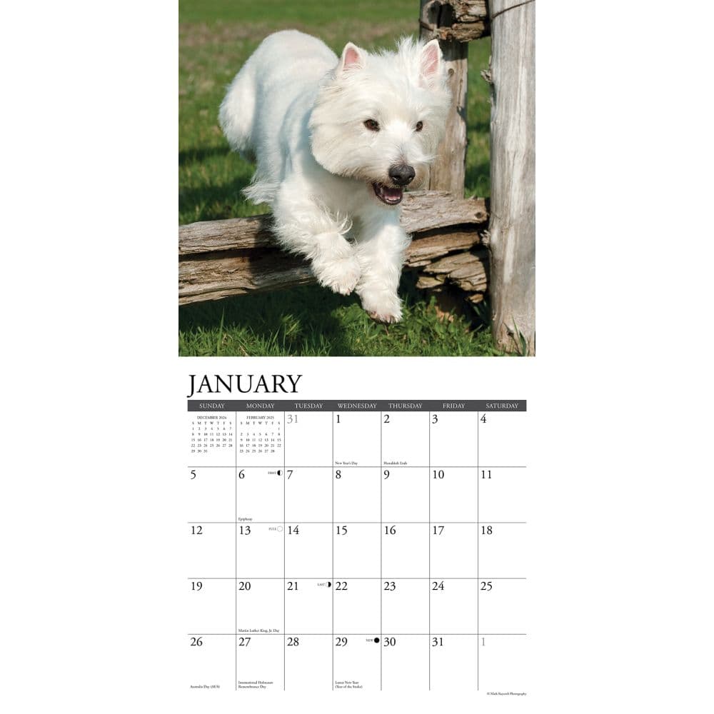 Just Westies 2025 Wall Calendar