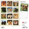 image Chow Chows 2024 Wall Calendar First Alternate Image width=&quot;1000&quot; height=&quot;1000&quot;