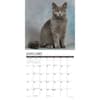 image British Shorthair Cats 2025 Wall Calendar