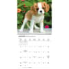 image Cavalier King Charles Puppies 2026 Mini Wall Calendar Third Alternate Image