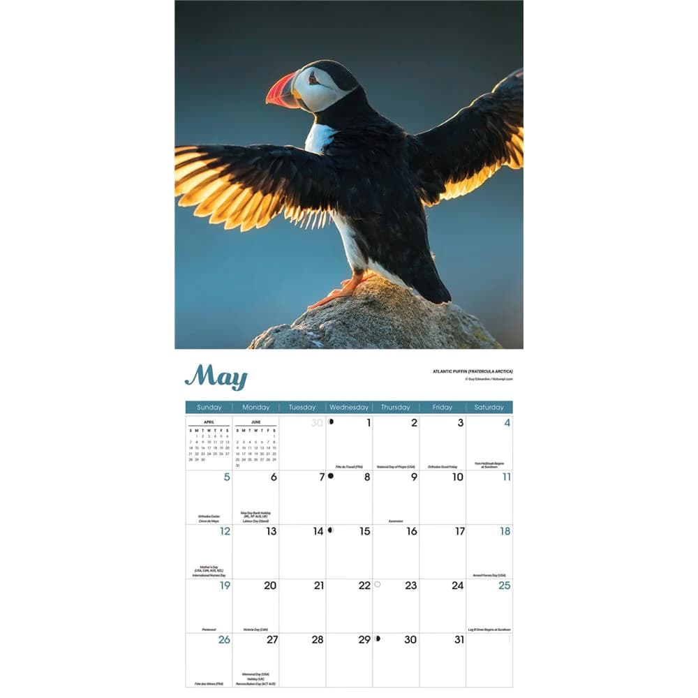 Puffins 2024 Wall Calendar Third Alternate Image width=&quot;1000&quot; height=&quot;1000&quot;