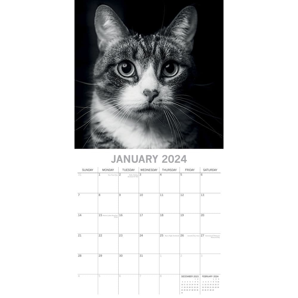 Cat Portraits 2024 Wall Calendar January