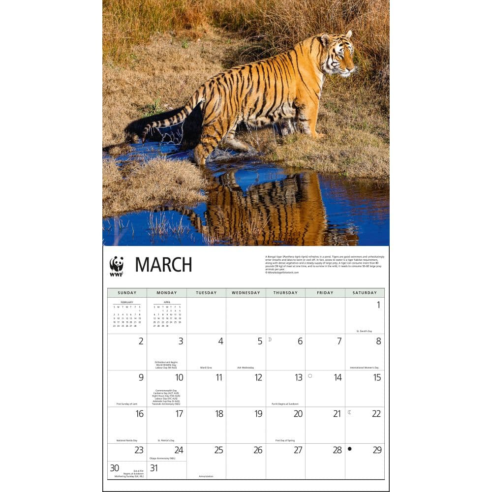 Tigers WWF 2025 Wall Calendar