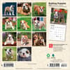 image Bulldog Puppies 2027 Mini Wall Calendar First Alternate Image