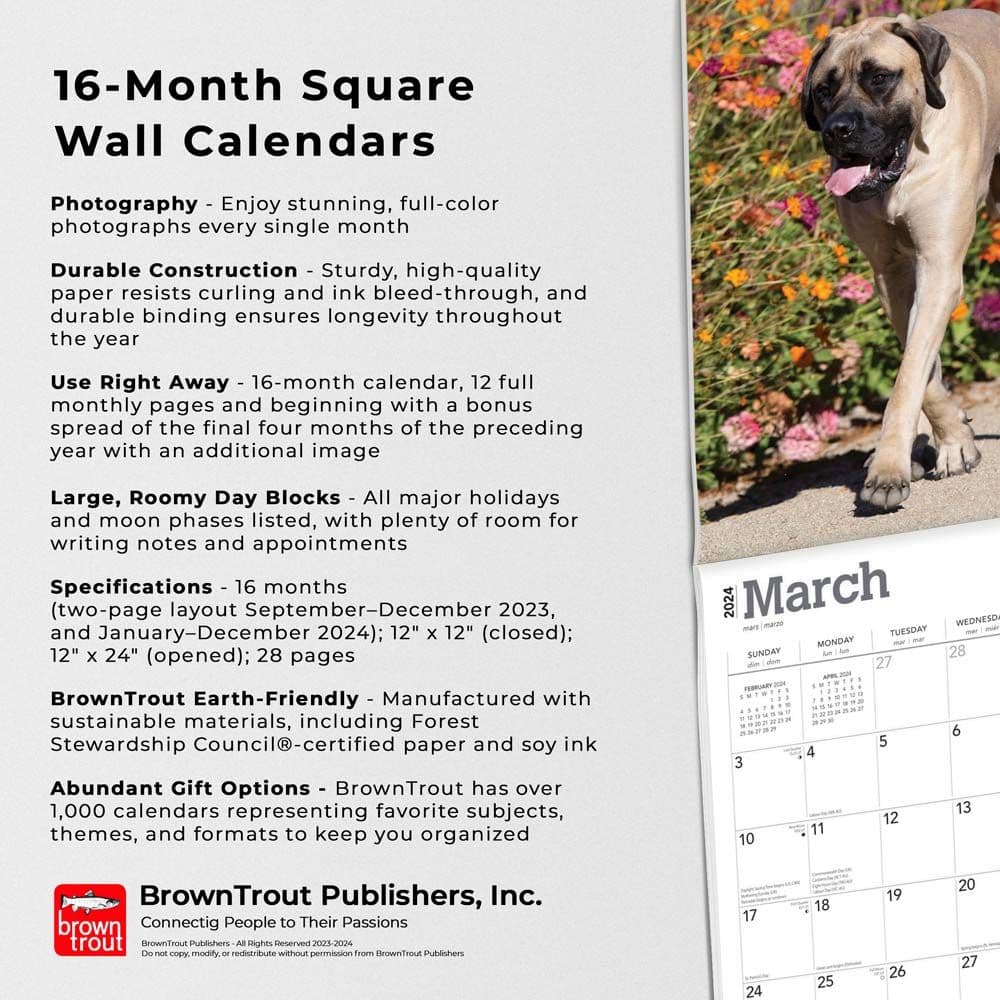 Mastiffs 2024 Wall Calendar Fourth Alternate Image width=&quot;1000&quot; height=&quot;1000&quot;