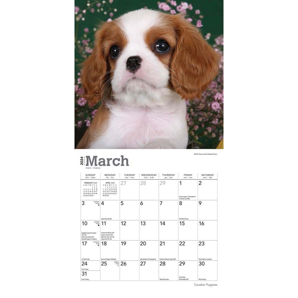 Cavalier King Charles Puppies 2024 Mini Wall Calendar Alternate Image 2