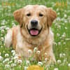 image Dogs 2025 Wall Calendar  Main Image