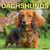 image Longhaired Dachshunds 2026 Wall Calendar