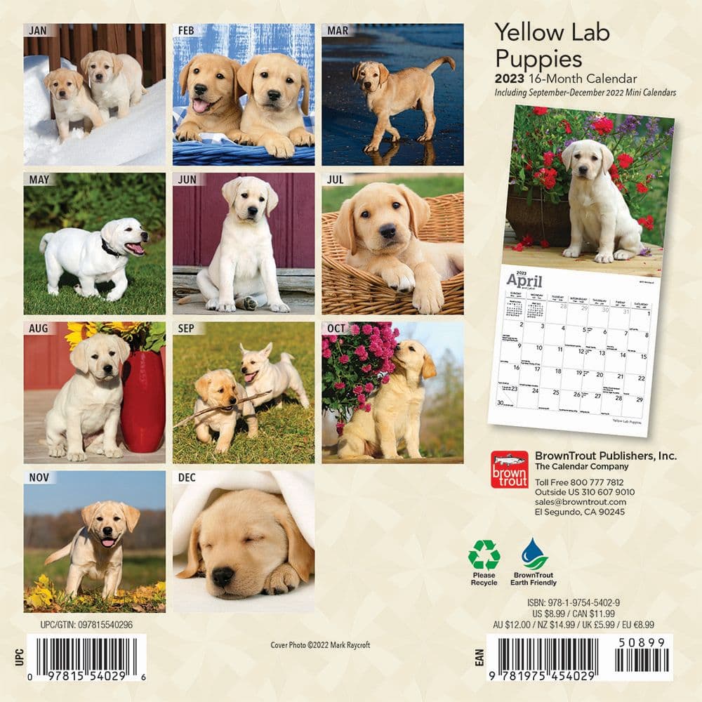 Yellow Lab Puppies 2023 Mini Wall Calendar - Calendars.com