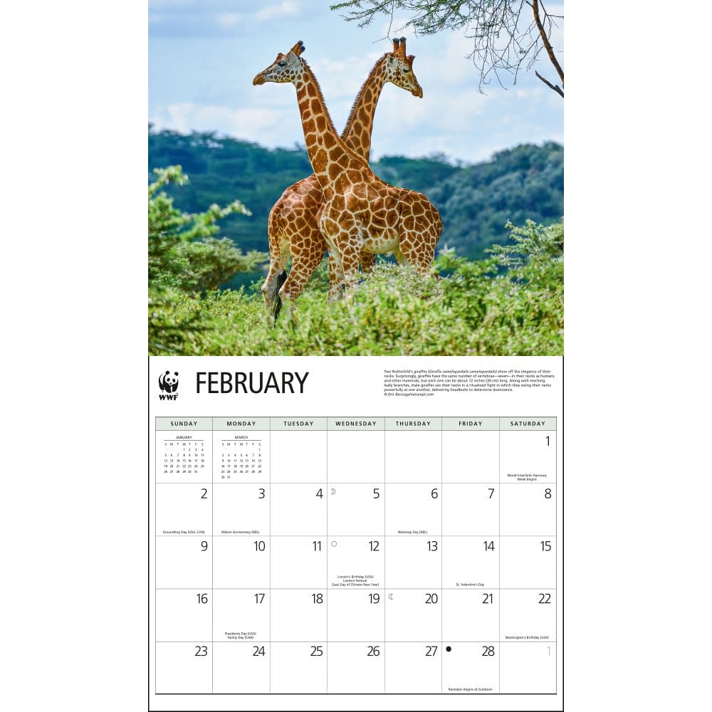 Giraffes WWF 2025 Wall Calendar Second Alternate Image width="1000" height="1000"