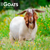 image Goats 2024 Wall Calendar Main Product Image width=&quot;1000&quot; height=&quot;1000&quot;