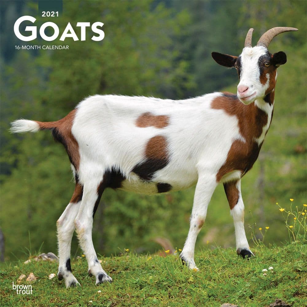 Goats Wall Calendar