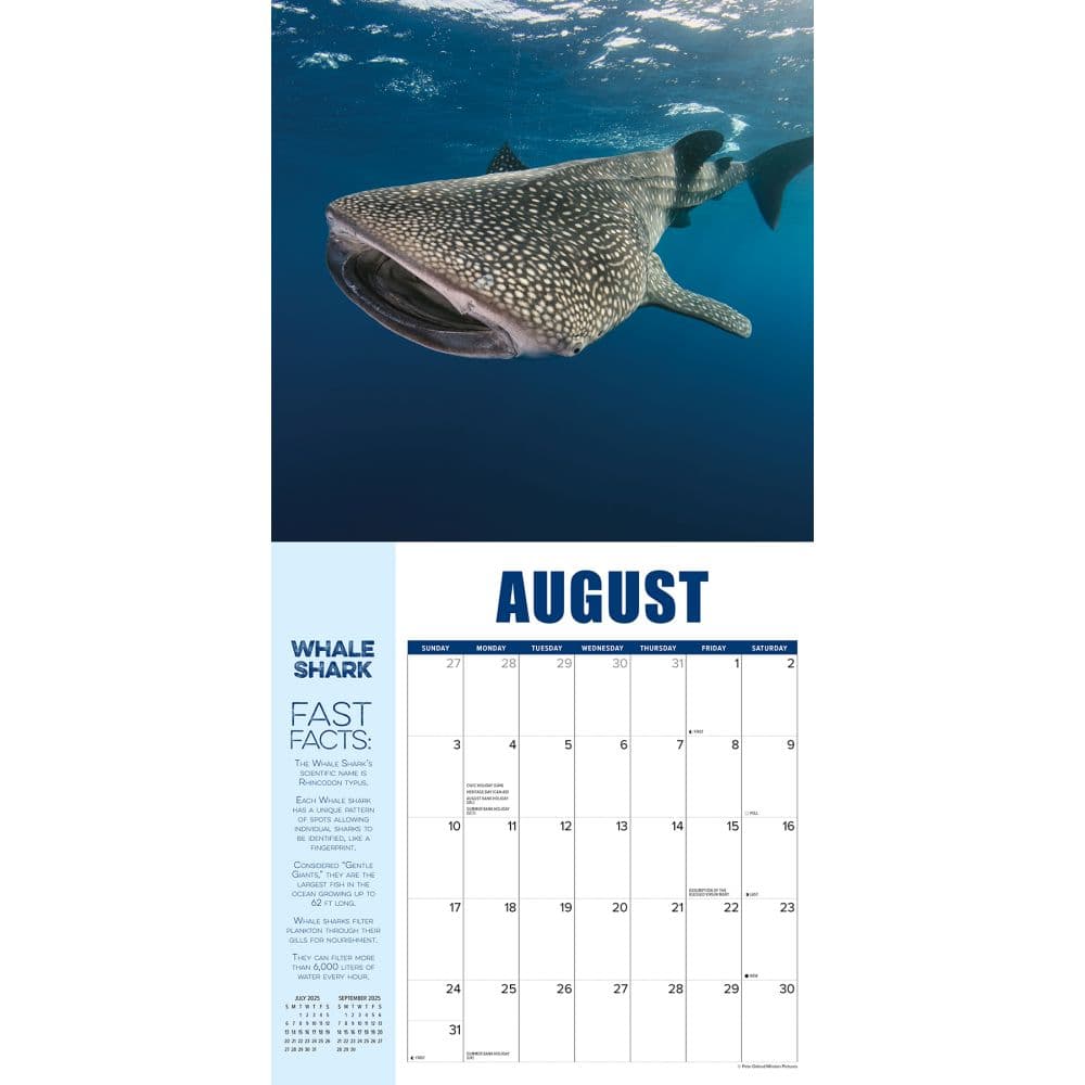 Shark Year 2025 Wall Calendar Second Alternate Image width=&quot;1000&quot; height=&quot;1000&quot;