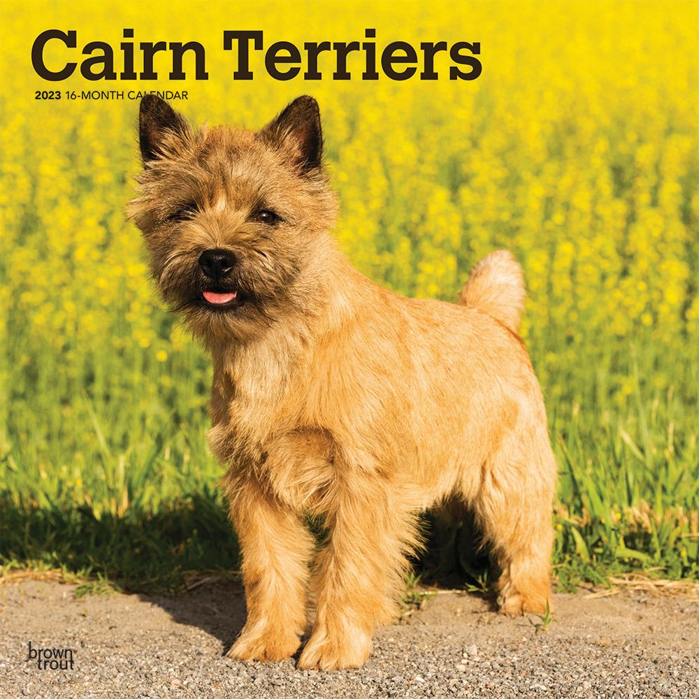 BrownTrout Cairn Terriers 2023 Square Wall Calendar
