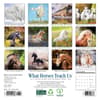 image What Horses Teach Us 2025 Mini Wall Calendar