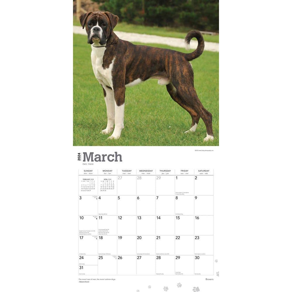 Boxers International Wall 2024 Desk Calendar