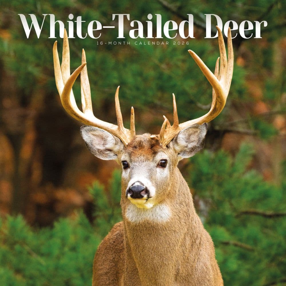 White Tailed Deer Special Value 2026 Wall Calendar  Main Image