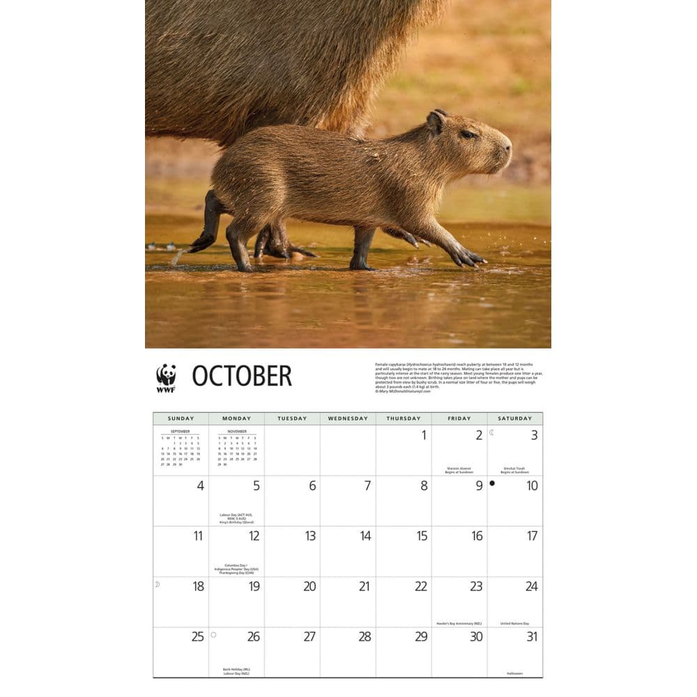 Capybara WWF 2026 Wall Calendar Fourth Alternate Image