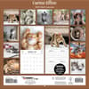 image Curious Kittens 2025 Wall Calendar