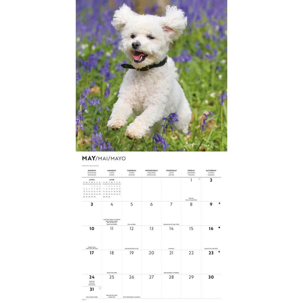 Bichon Frise Puppies 2026 Wall Calendar Third  Alternate Image