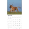 image Boxer Puppies 2025 Wall Calendar First Alternate Image width=&quot;1000&quot; height=&quot;1000&quot;