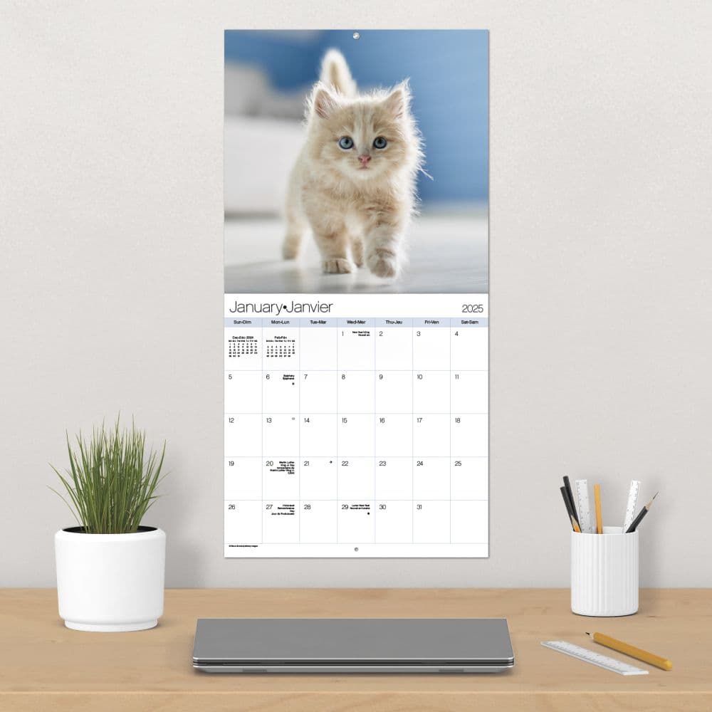 Kittens Bilingual French and English 2025 Wall Calendar Alt4