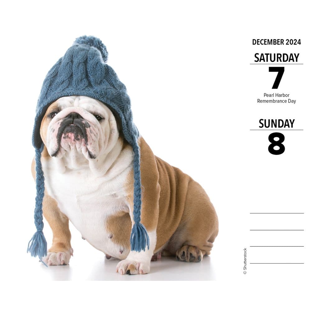 Bulldogs Just 2024 Desk Calendar