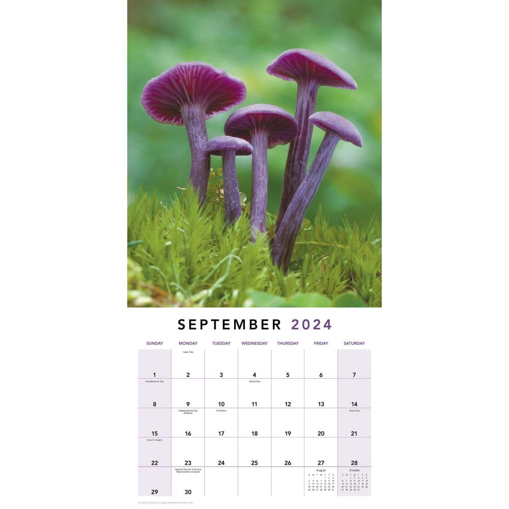 Mushrooms 2024 Wall Calendar Alternate Image 5