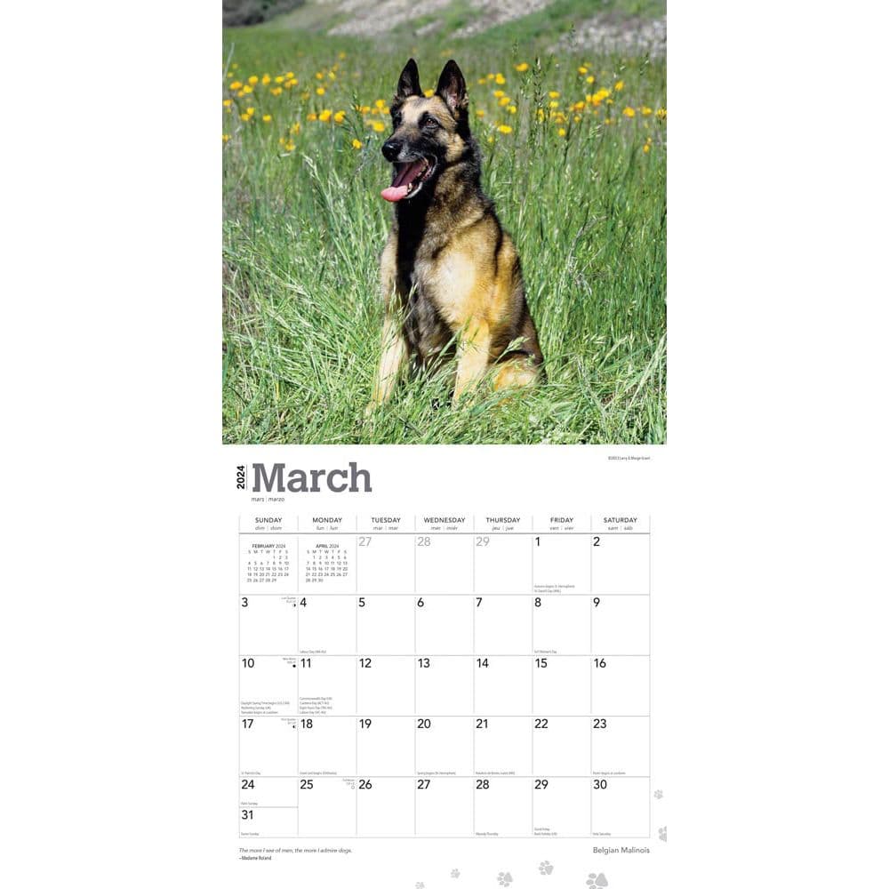 Belgian Malinois 2024 Wall Calendar