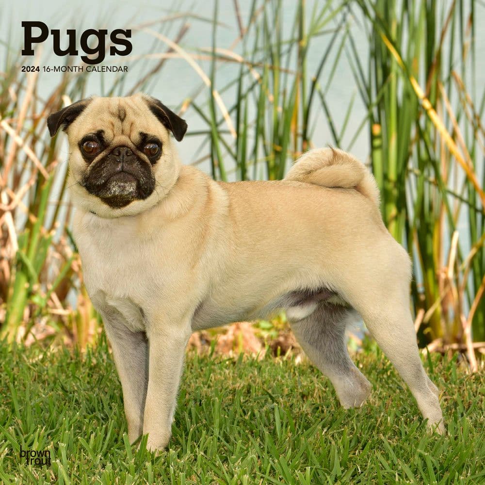 Pugs 2024 Wall Calendar