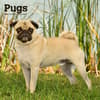 image Pugs 2024 Wall Calendar Main Product Image width=&quot;1000&quot; height=&quot;1000&quot;