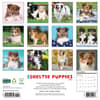 image Just Sheltie Puppies 2026 Wall Calendar First Alternate Image