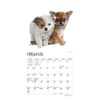 image Chihuahua Puppies 2024 Mini Wall Calendar Second Alternate Image width=&quot;1000&quot; height=&quot;1000&quot;