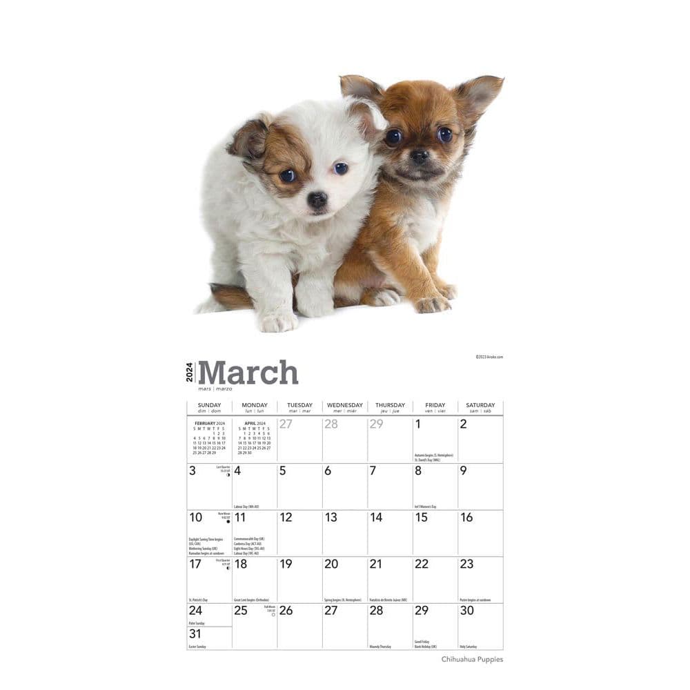 Chihuahua Puppies 2024 Mini Wall Calendar Second Alternate Image width=&quot;1000&quot; height=&quot;1000&quot;