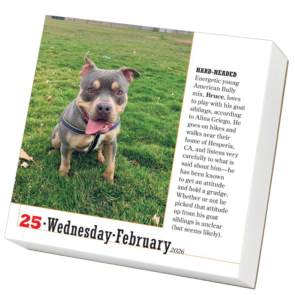 Dogs 365 2026 Desk Calendar Second Alternate Image
