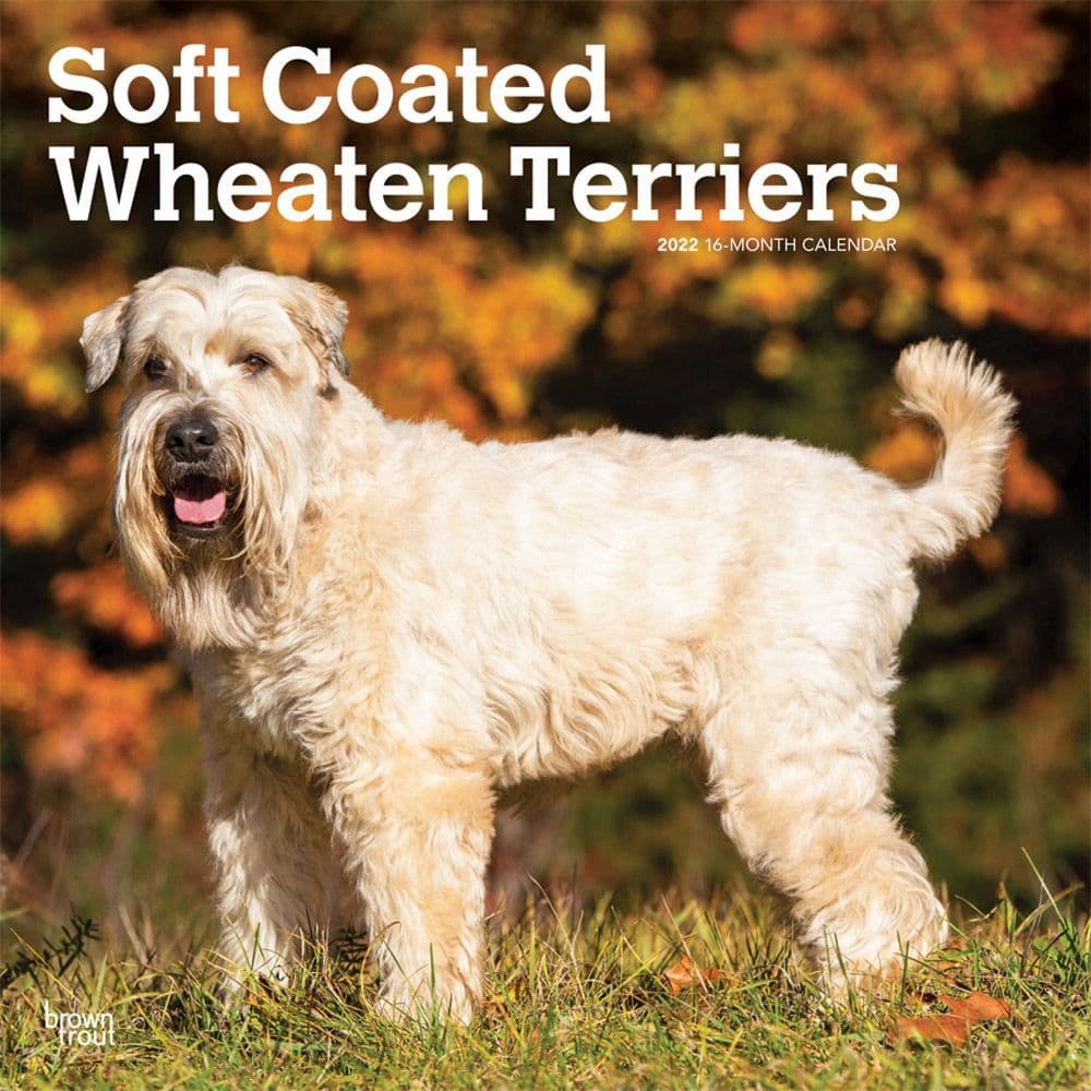 Wheaten Terriers Soft Coated 2022 Wall Calendar