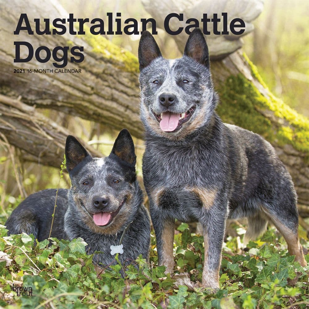 Australian Cattle Dogs Wall Calendar