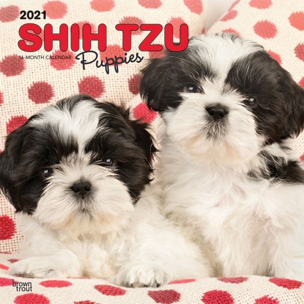 Shih Tzu Puppies Wall Calendar Calendars Com