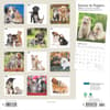 image Kittens And Puppies by Plato 2025 Wall Calendar