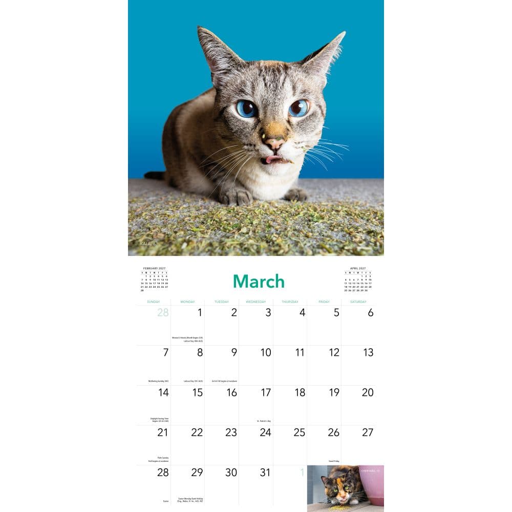 Cats on Catnip 2027 Wall Calendar Third Alternate Image